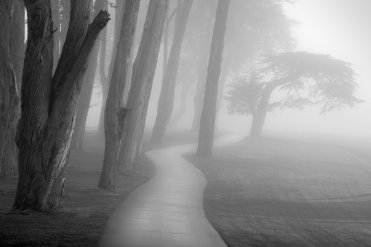 trees_in_fog_study_9